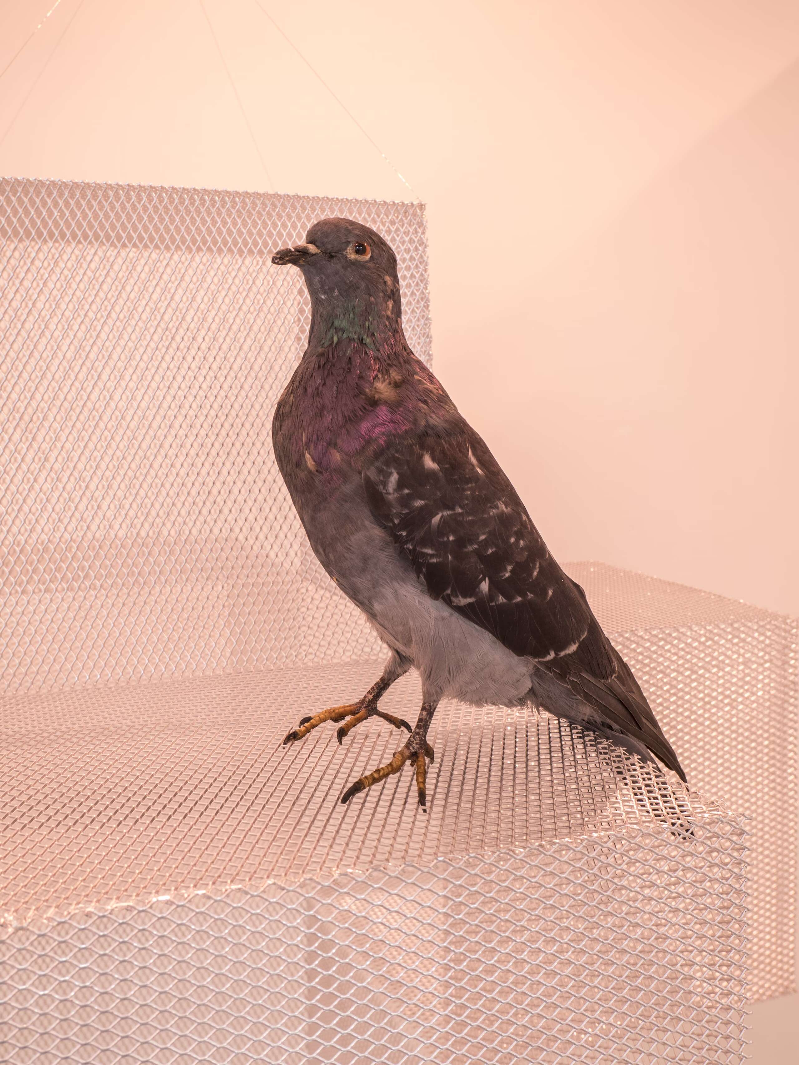 Adam Cruces, Rindermarkt 23