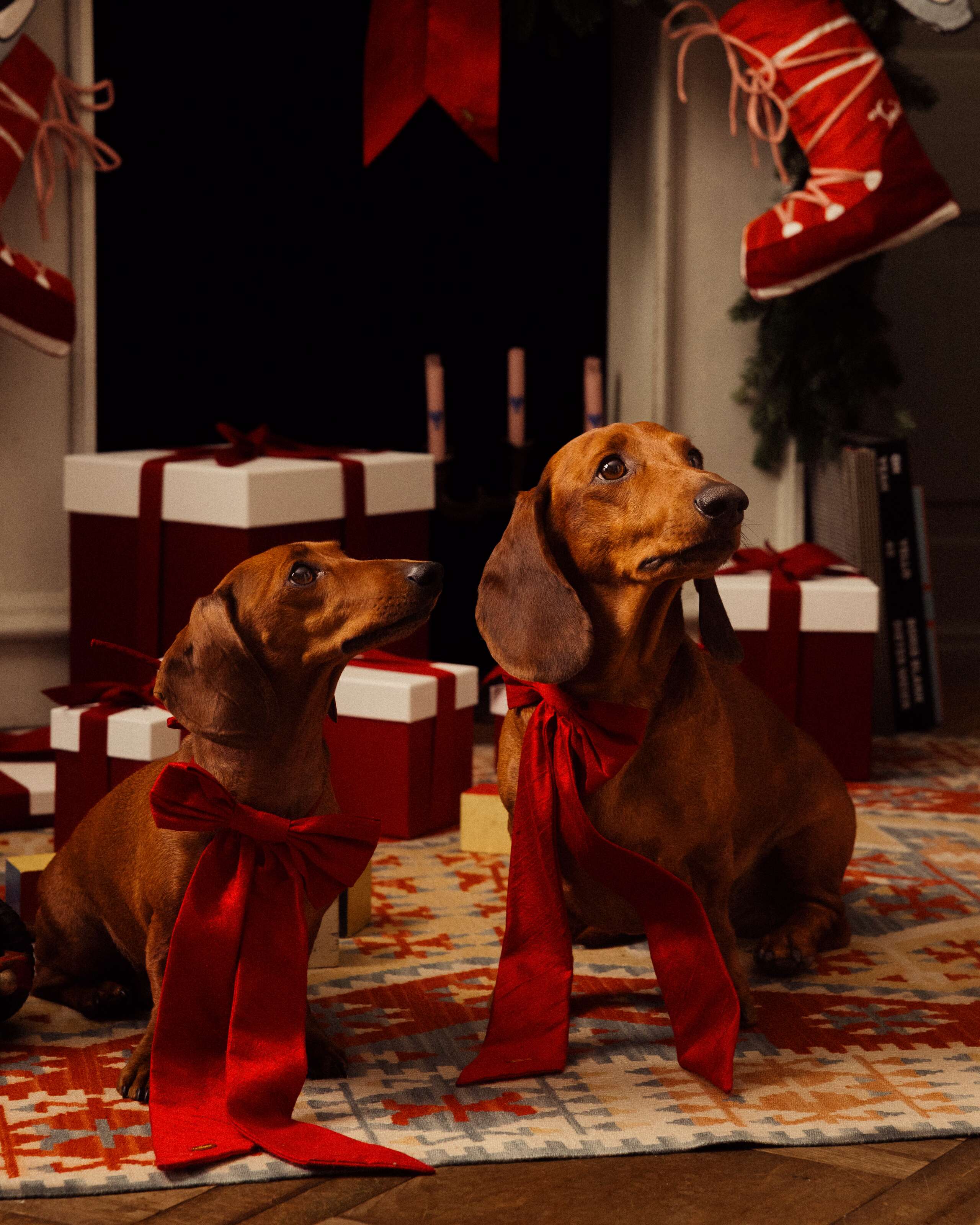Picture of two dachshounds in front of a gifts and a fireplace