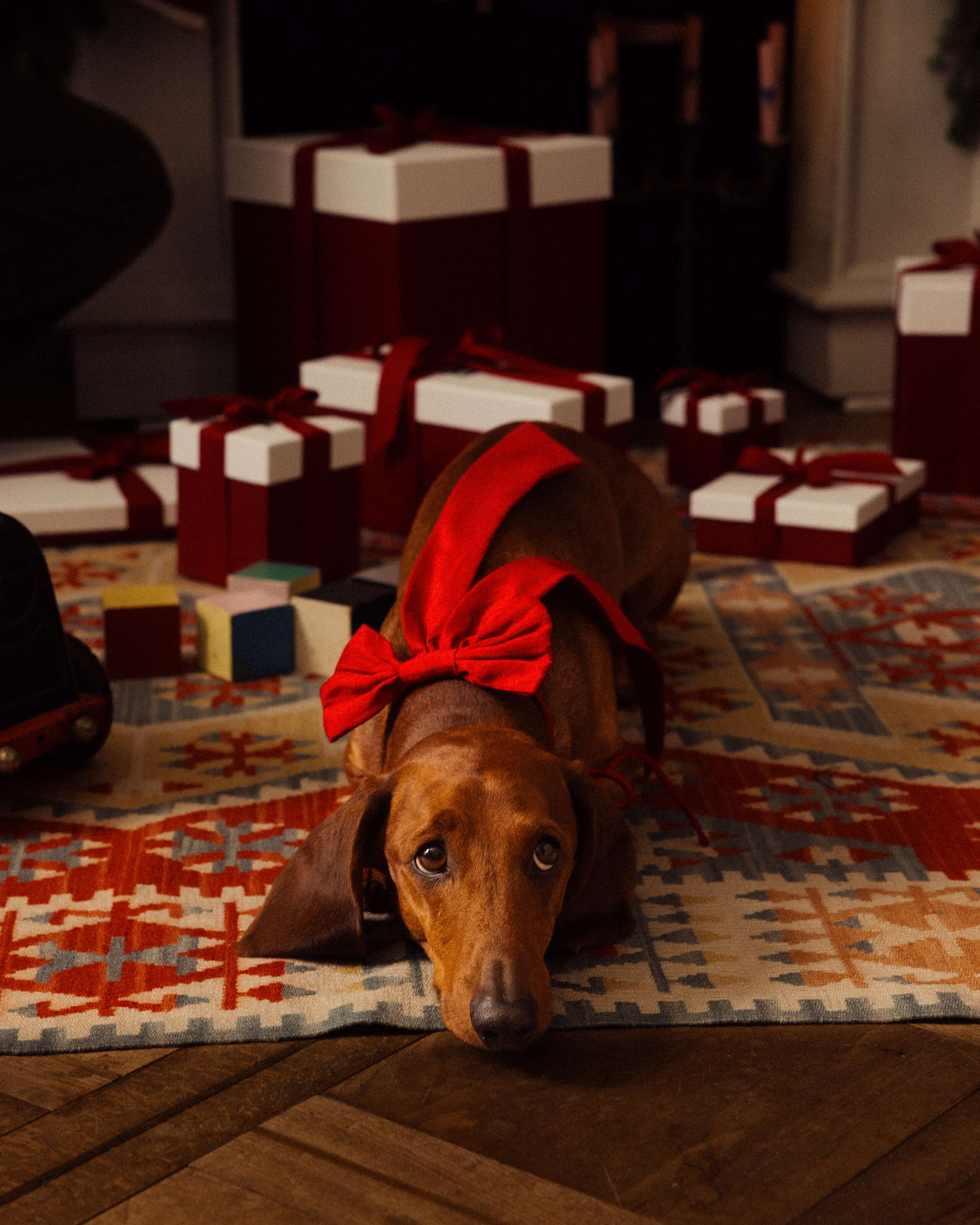 Picture of a Dachshund in a festive decorated home